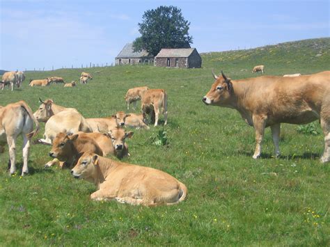 File:Aubrac, cows near a buron.jpg - Wikimedia Commons