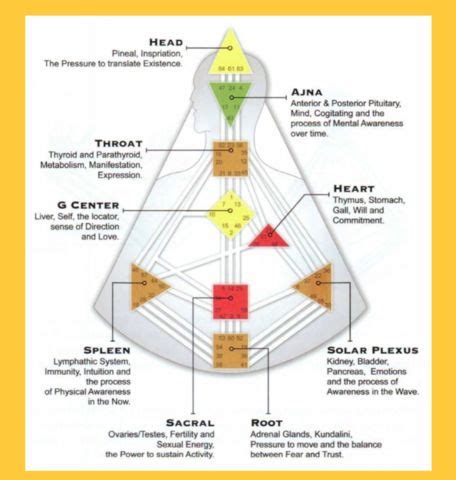 Understanding Human Design Chart