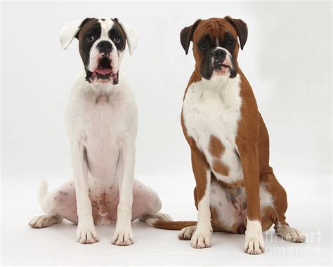 Female Boxer Dogs