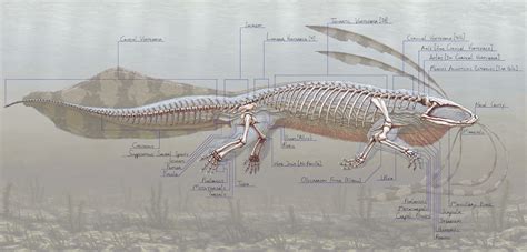 Salamander Anatomy - Anatomy Reading Source