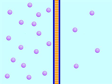 Osmosis Experiment