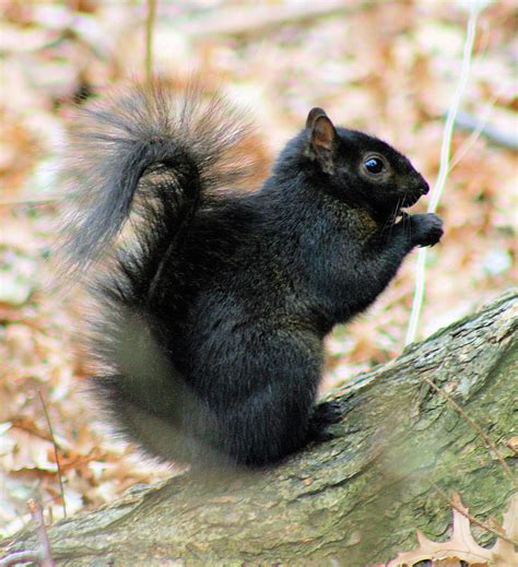 File:Black Squirrel.jpg - Wikipedia