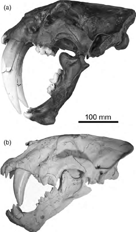 7 (a) Skull (cast) of Smilodon fatalis from Rancho La Brea, California ...