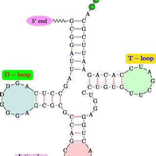 RNA secondary structure. The tRNA is a yeast phenylalanine tRNA;... | Download Scientific Diagram