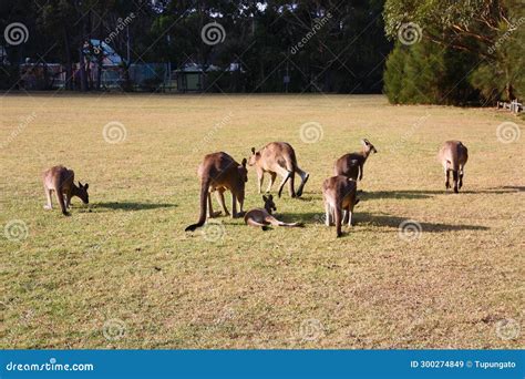 Group of Kangaroos Grazing in Kioloa, Australia Stock Image - Image of animals, kangaroos: 300274849