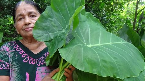 Healthy Foods / Cooking Green Taro Leaves in my Village by my Mom ...