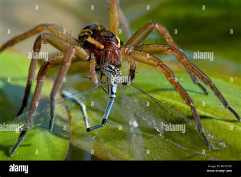 RAFT SPIDER with damselfly prey Dolomedes fimbriatus Pisauridae UK ...