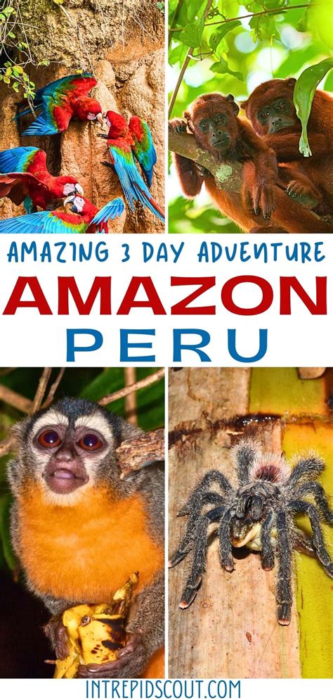 3-Day Adventure in the Amazon, Peru: Discover the Untamed Rainforest ...