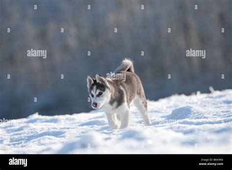 Husky Puppy in snow Stock Photo - Alamy