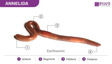 Annelida Characteristics