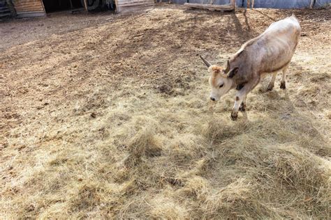 A bull buffalo walks in the barnyard farm 4708208 Stock Photo at Vecteezy