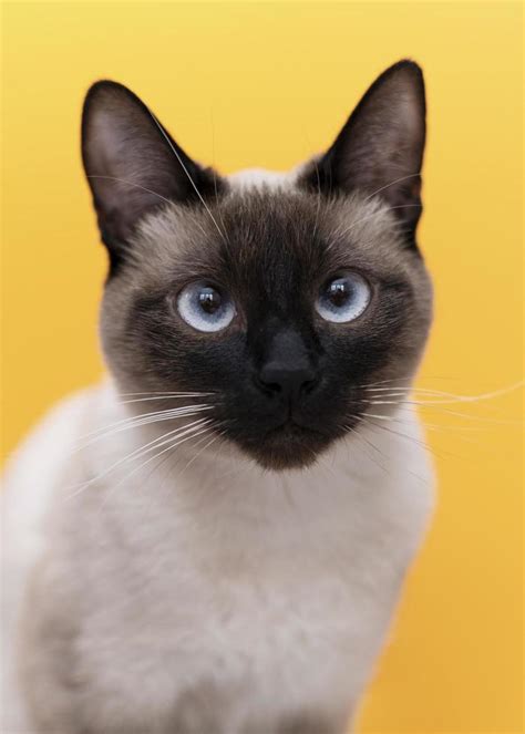 Siamese cat with blue eyes 2410746 Stock Photo at Vecteezy