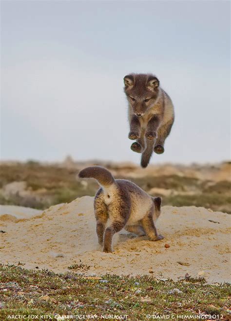 Fox kits | We found a great Arctic Fox den in Cambridge Bay … | Flickr