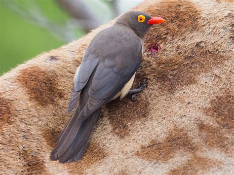 Red-billed Oxpecker - eBird