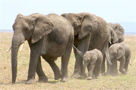 Elephant Habitat - Animal Facts and Information