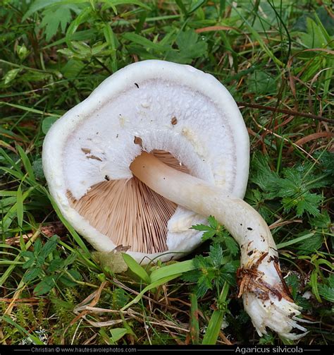 Agaric des bois - Agaricus silvicola