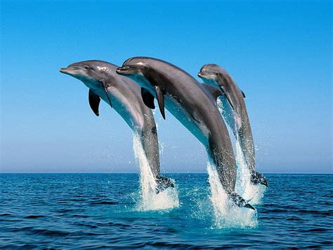 Dolphin 1080P, 2K, 4K, 5K HD wallpapers free download | Wallpaper Flare