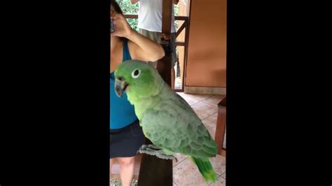 Laughing Parrot - YouTube