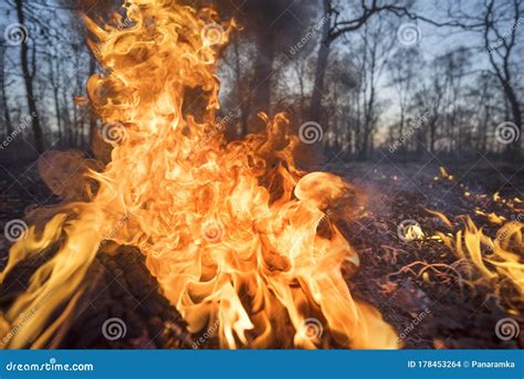 Burning forests and fields stock photo. Image of destroy - 178453264