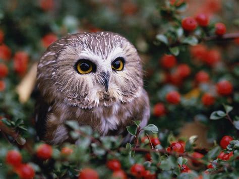 Free Owl Screensavers Wallpaper - WallpaperSafari