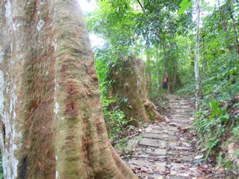 Tad Thong Waterfall (Luang Prabang) - 2018 All You Need to Know Before You Go (with Photos ...