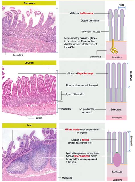 Duodenum Jejunum Ileum Histology