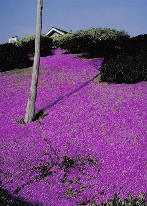 A Hillside Garden With Ground Cover Plants in 2020 | Ground cover ...