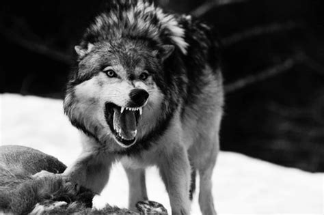 An angry wolf.. - Amazing Wolves Photo (36734957) - Fanpop