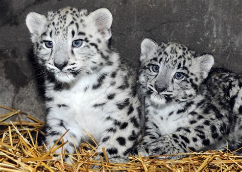 Snow White and Sweeter Than a Fairy Tale: Leopard Cubs Born at Brookfield Zoo | La Grange, IL Patch