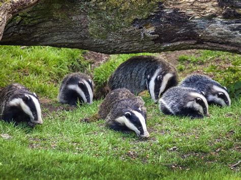 Badger cull may actually make TB spread worse, scientists warn | Badger, Baby badger, Wildlife