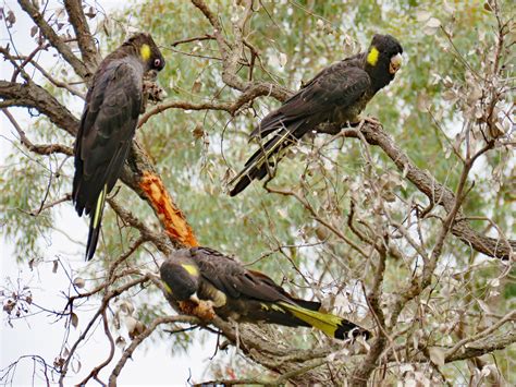 Pin on Birds | Australian birds, Cockatoo, Bald eagle