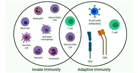 Scientists studied effective vaccines to help the adaptive immune ...