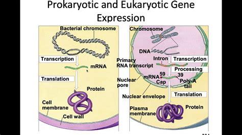 BL 152: Video 1: Prokaryotic vs Eukaryotic Gene Expression - YouTube