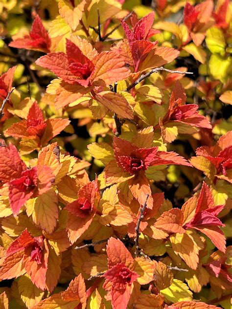 Magic Carpet Spirea In Winter - Carpet Vidalondon