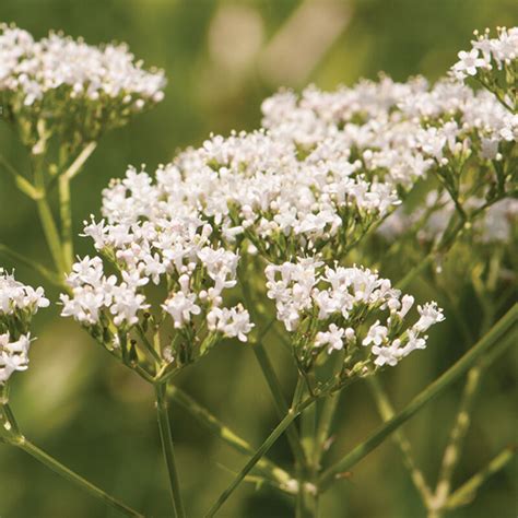 Common Valerian - Herb Seed - Aeseeds