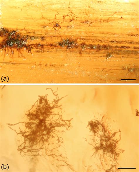 FR - Marine microorganisms as amber inclusions: insights from coastal forests of New Caledonia