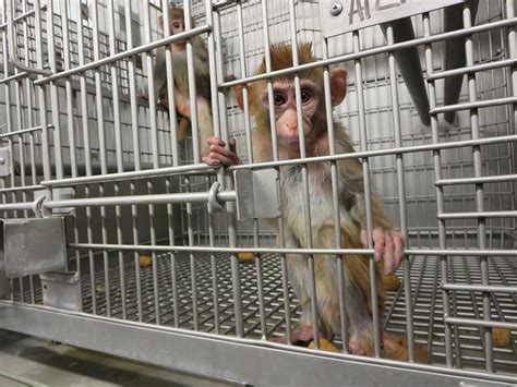 Monkeys Endure Pain, Fear and Death at Primate Products