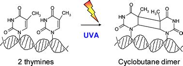 UVA-induced cyclobutane pyrimidine dimers in DNA: a direct photochemical mechanism? - Organic ...