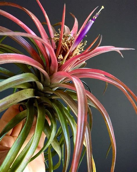 What Is An Air Plant? Everything You Need to Know About Air Plants | Succulent City | Air plants ...