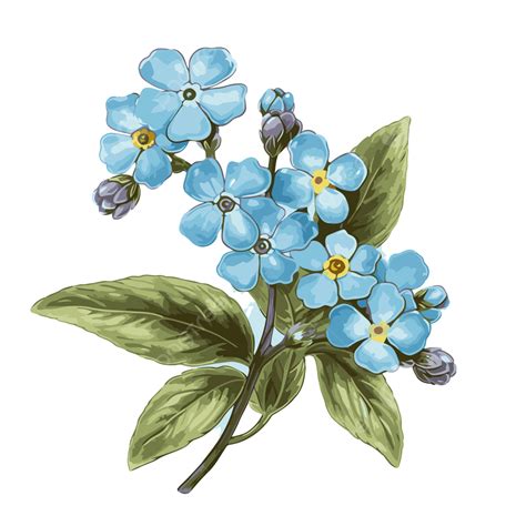 Forget Me Not Flower Vector, Sticker Clipart Drawing Of Blue Flowers On A White Background ...