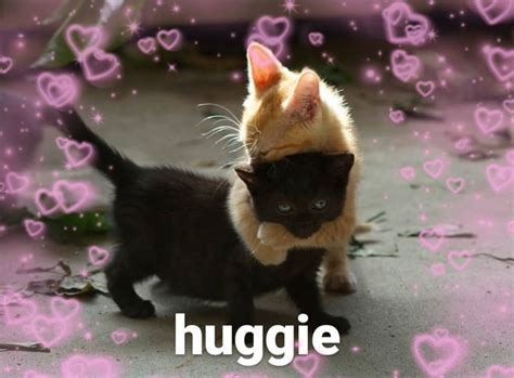 wholesome meme | Cat hug, Hug meme, Cats