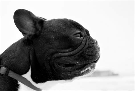 Free Images : beach, sand, black and white, people, play, puppy, summer, ear, pug, collar, snout ...