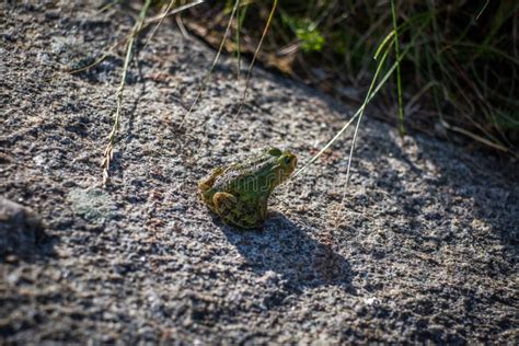 A Beautiful Common Green Water Frog Enjoying Sunbathing in a Natural Habitat at the Forest Pond ...