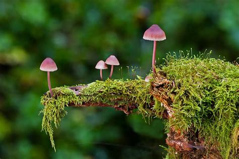 HD wallpaper: four red mushrooms on tree moss, mini mushroom, sponge, autumn | Wallpaper Flare