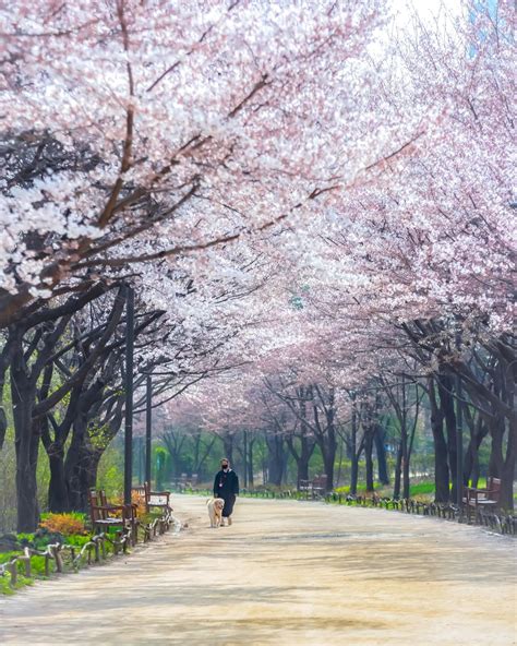 Tunnel of cherry blossoms in Seoul Forest, Seongdong District, Seoul [1440×1800] : r/SouthKoreaPics