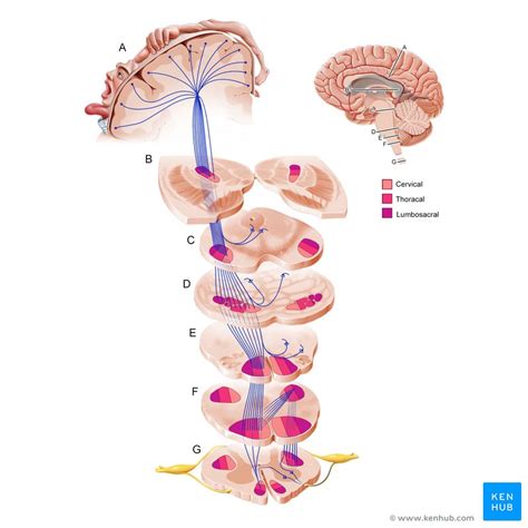 Motor cortex: Anatomy and function | Kenhub