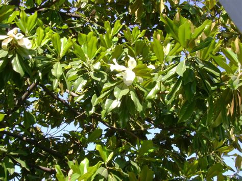 Magnolia Tree Pictures, Photos & Info on the Magnolia Tree Species