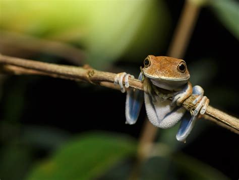 Tambopata National Reserve wildlife location in Peru, Latin America ...