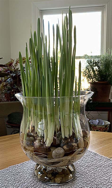 Paperwhites! Growing Narcissus Indoors. - Hyannis Country Garden