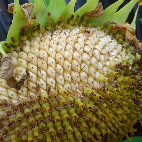 Sunflower Harvesting — BBC Gardeners' World Magazine